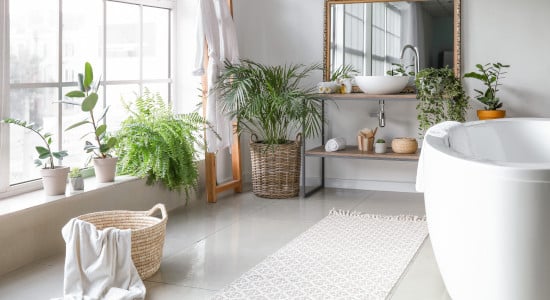 Salle de bain avec plante d'intérieur
